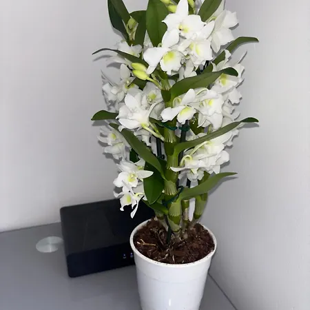 Cœur De - à 5min *