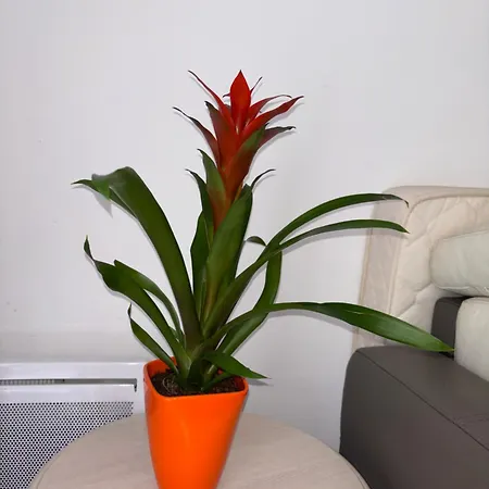 Cœur De - à 5min * Nizza